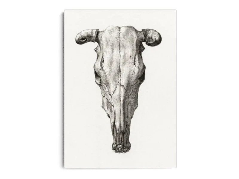 Arte Cráneo de Toro Minimalista