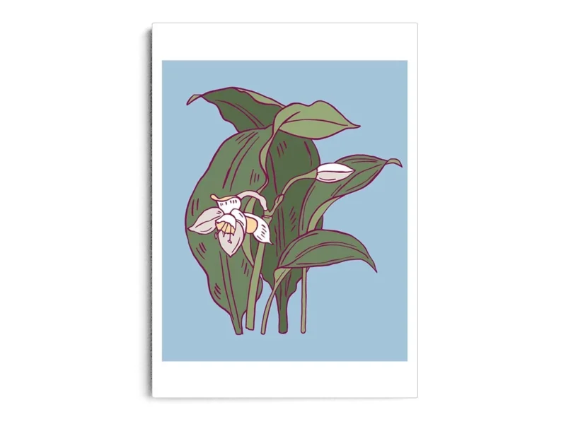 Arte Ilustración Minimalista Orquídea Blanca Floreciendo