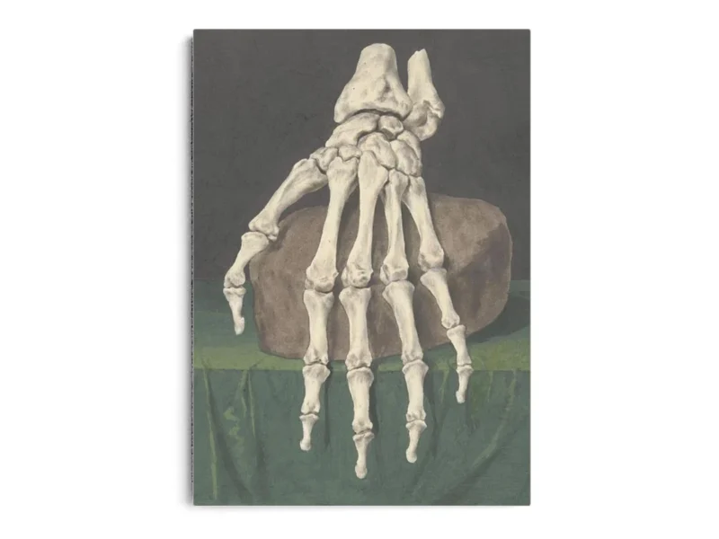 Arte Obra Skelet Van Een Hand de Jan I Admiral