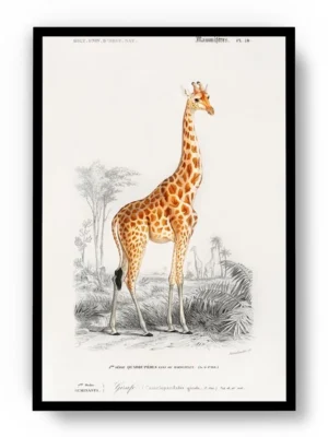 Arte Jirafa tipo Dibujo a Lapiz