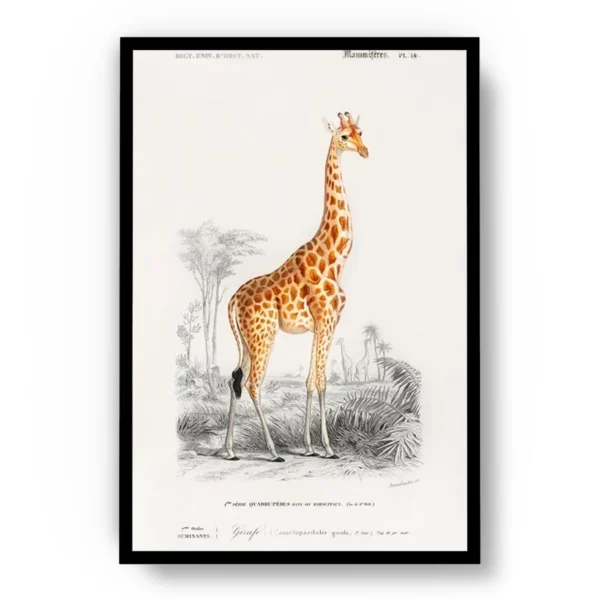 Arte Jirafa tipo Dibujo a Lapiz