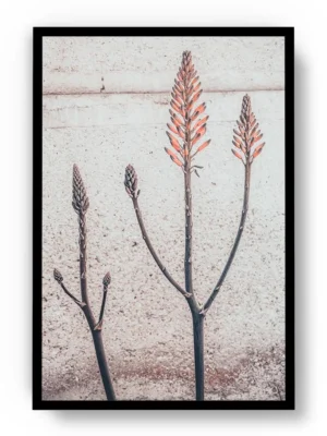 Arte Fotografía Sepia de Plantas Desérticas