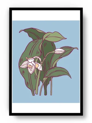 Arte Ilustración Minimalista Orquídea Blanca Floreciendo