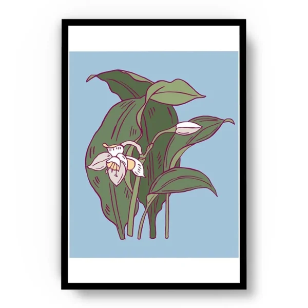 Arte Ilustración Minimalista Orquídea Blanca Floreciendo