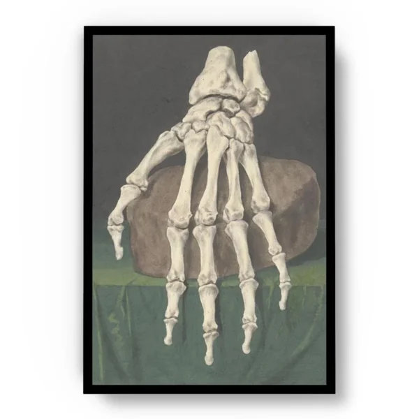 Arte Obra Skelet Van Een Hand de Jan I Admiral