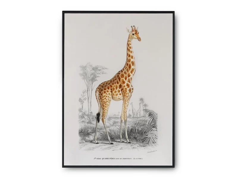Arte Jirafa tipo Dibujo a Lapiz