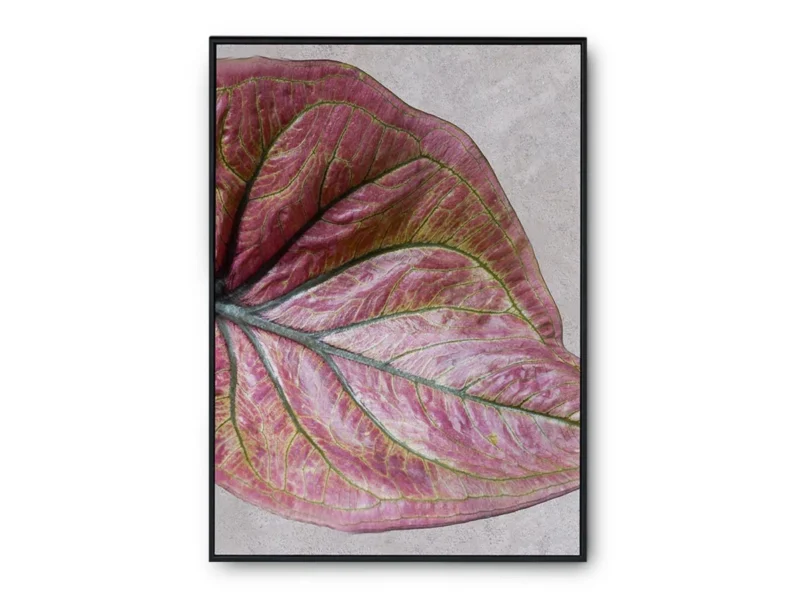 Arte Dibujo Closeup Hoja con Tonos Rosa