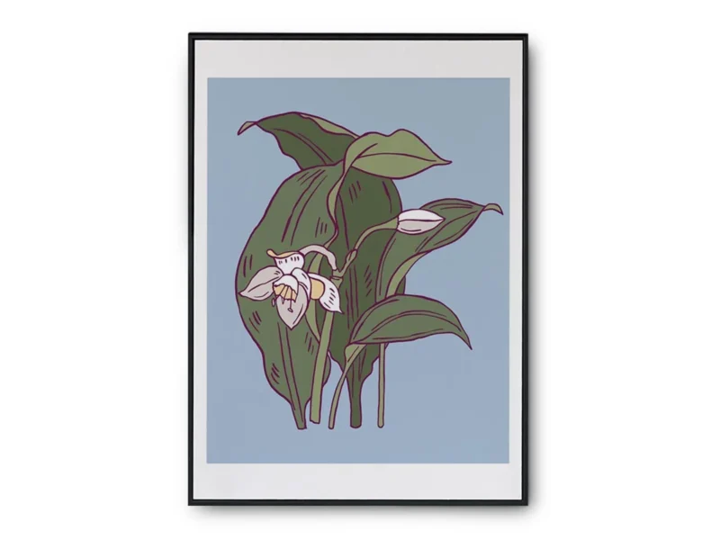 Arte Ilustración Minimalista Orquídea Blanca Floreciendo