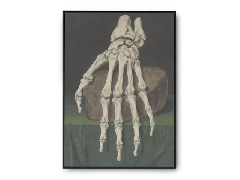 Arte Obra Skelet Van Een Hand de Jan I Admiral