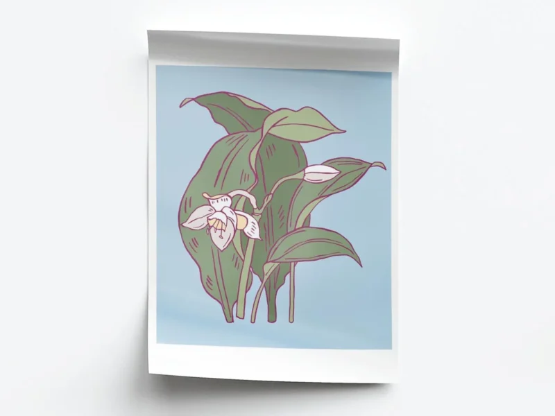Arte Ilustración Minimalista Orquídea Blanca Floreciendo