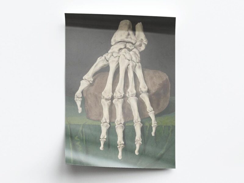 Arte Obra Skelet Van Een Hand de Jan I Admiral